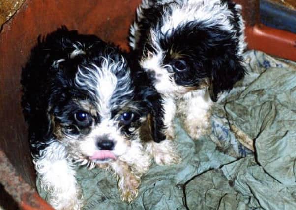 Puppy farming has become a huge problem. Picture: PA