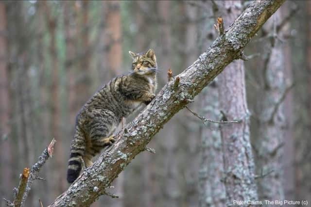 Police have been called in to investigate damage and theft of cameras and equipment being used in a national project aimed at saving the Scottish wildcat from extinction. Picture: Peter Cairns