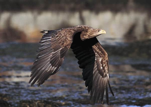 Why do eagles keep disappearing in Scotland? (Picture: Ian McCarthy)