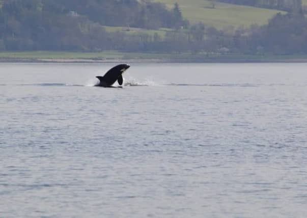 Pictures emerged on social media of orcas between Dunoon and Gourock on Saturday. Picture: Keith Hodgins/PA Wire