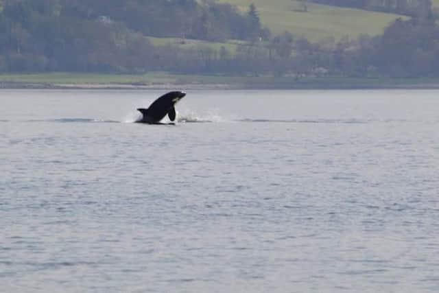 Pictures emerged on social media of orcas between Dunoon and Gourock on Saturday. Picture: Keith Hodgins/PA Wire