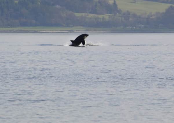 A new whale-watching route is to be launched across Scotland's west coast. Picture: PA Wire