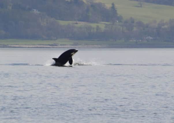 A pod of orcas, usually seen around Shetland, was spotted in the Clyde near Gourock on Saturday. 

Picture: Keith Hodgins/PA