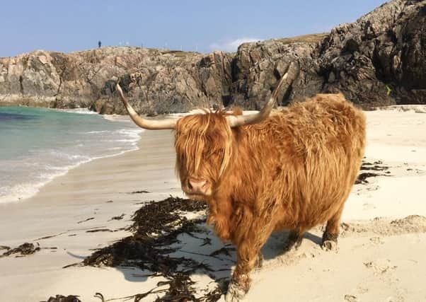 A lone Highland Cow enjoying the Scottish sun on Clachtoll beach, Lochinver. Picture: SWNS