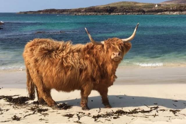 The Highland Cow headed down to the beach to snack on some seaweed. Picture: SWNS