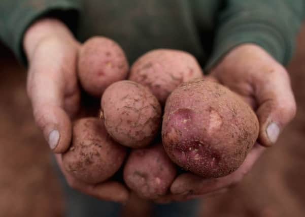 The potatoes Kirsty Gunn will be scrubbing taste amazing becaue of the way they are grown: family stock, not industrialised. Picture: Getty