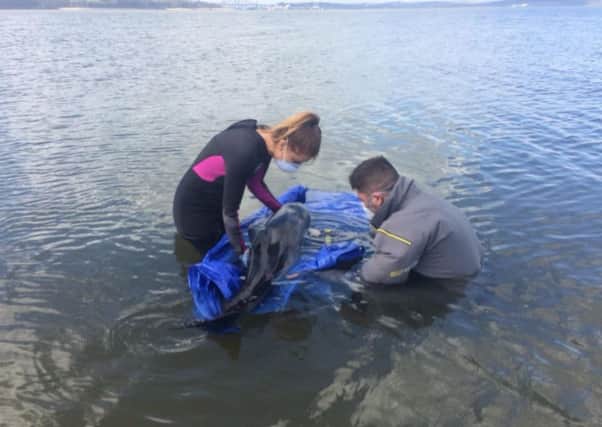 Marine mammal experts Beccy Colvin & Niru Dorrian assessing the animal.
