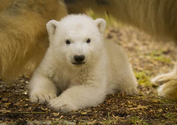 The first polar bear born in the UK for 25 years has been named Hamish. Picture: Contributed