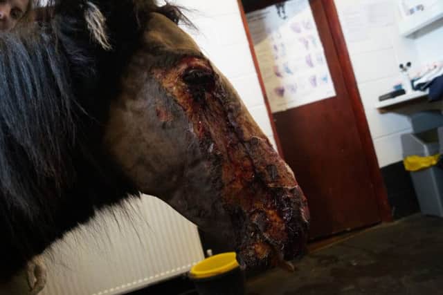A foal is currently being treated after being abandoned with burns to its face in a suspected chemical attack.
 Picture: Rainbow Equine Hospital