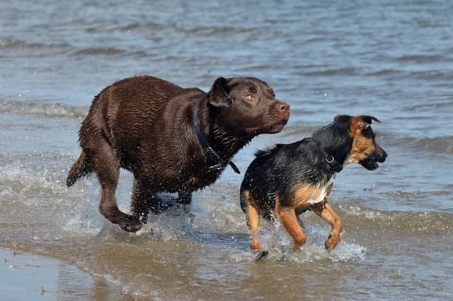 A third of British beaches have some dog resrictions in place