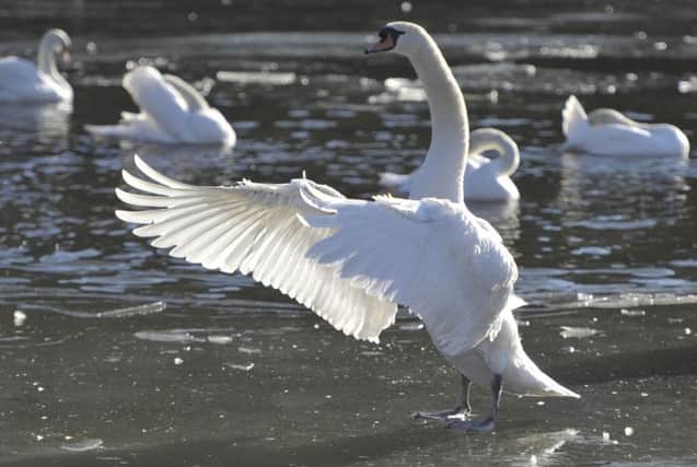 A swan had to be put down after being pelted with rocks. Picture: Steven Scott Taylor/ JP License