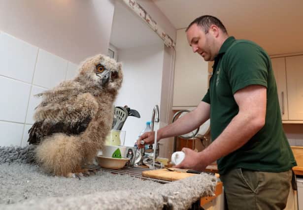 Benedict the European eagle owl chick from Blair Drummond Safari Park near Stirling, at home with his keeper Dave Warren. Picture: Andrew Milligan/PA Wire