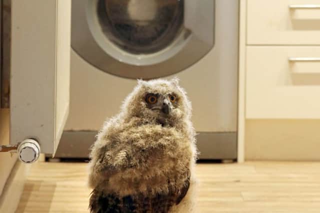 Benedict investigates a washing machine. Picture: Andrew Milligan/PA Wire