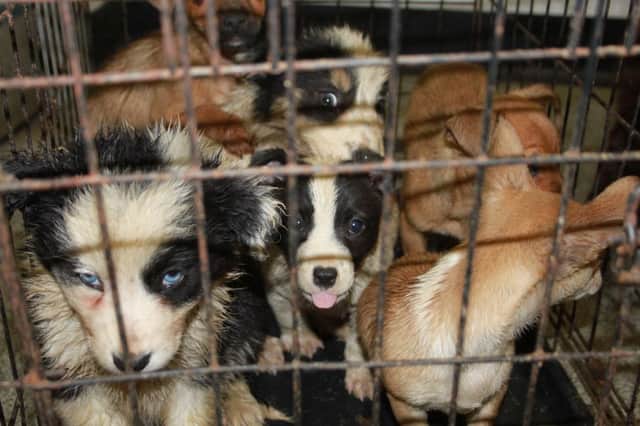 The dogs were seized by officials at Cairnryan. Picture: Contributed