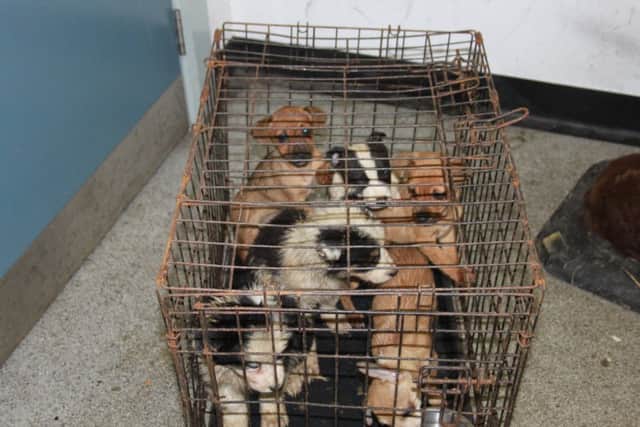 The dogs, which would likely have been sold for Â£600 each, were returned to Ireland