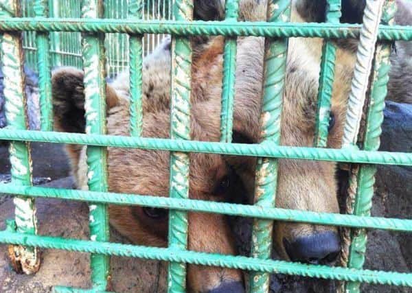 The two were kept in a small cage before they were rescued. Picture: Five Sisters Zoo