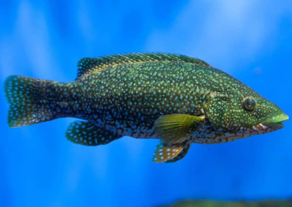 New voluntary measures are being set out by Scottish ministers to protect stocks of wrasse, which are being heavily targeted to satisfy demand as live cleaner fish for controlling infestations of sea lice at salmon farms