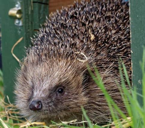 Phelps the Hedgehog. Picture: Colin Seddon
