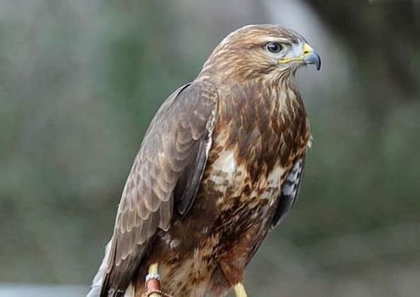 Two buzzards and three working dogs died as a result of the poisoning. Picture: File photo