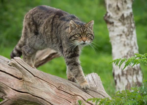 Scottish Wildcats are becoming increasingly rare.