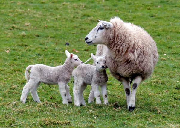 The payments are aimed at ensuring that hill farm payments are distributed more fairly. Photograph: Lisa Ferguson