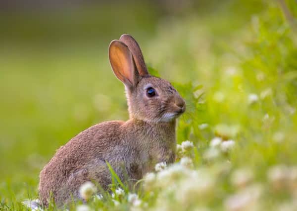 The rabbit population across the UK as a whole has fallen by 60%. Picture: contributed