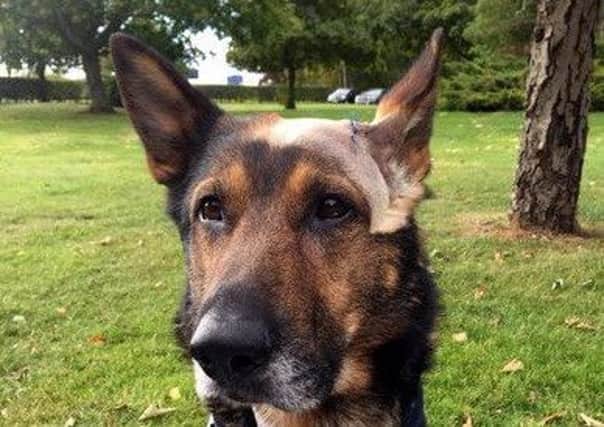Police dog Finn was not expected to survive after sustaining injuries  saving his handlers life when they were attacked by a robbery suspect armed with a 10in hunting knife. Picture: contributed