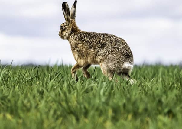 First Minister Nicola Sturgeon condemned large-scale culling of mountain hares in March. Picture: contributed