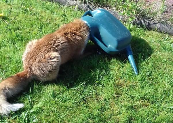 The fox had to be resuced after getting her head stuck in a watering can. Picture: PA Wire