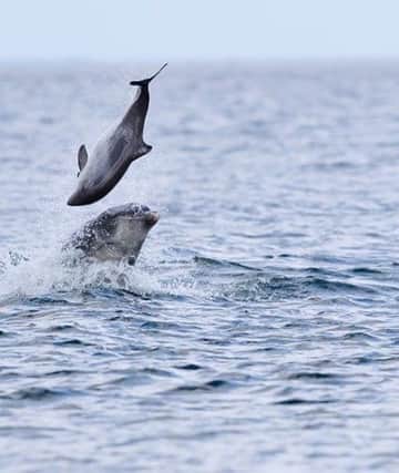 A dolphin was caught on camera attacking a porpoise in the Moray Firth. Picture: Jamie Muny