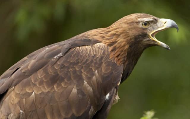 A golden eagle. Picture: SteveAllenPhoto