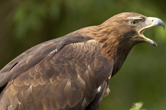 Protecting birds of prey turning into '˜arms race'