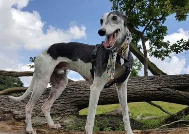 Vets are urging owners to take precautions after several dogs, including this lurcher in Manchester, contracted Alabama Rot. Picture: Woodcroft