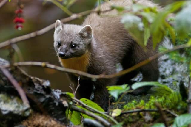 The presence of pine martens has been shown to have a beneficial impact on populations of native red squirrels in areas where grey squirrels pose a threat. Picture: Getty Images