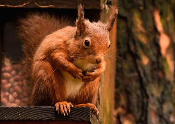 Research has shown pine martens can keep down populations of invasive grey squirrels and boost numbers of native reds.  Picture: Jeff J Mitchell/Getty Images