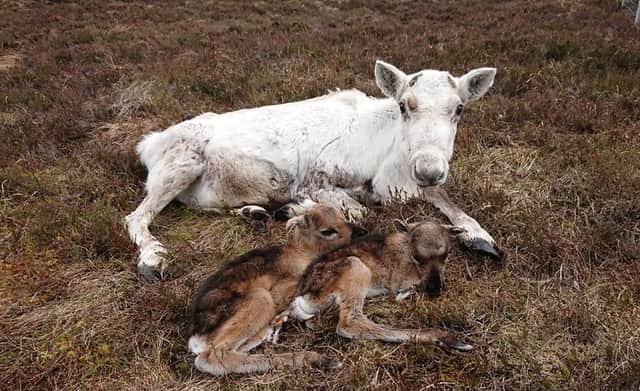 The twins with their mother. Picture: Facebook/Cairngorm Reindeer Herd