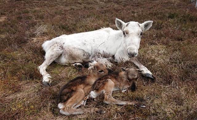 The twins with their mother. Picture: Facebook/Cairngorm Reindeer Herd
