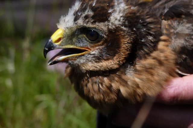 The two missing birds, named Saorsa and Finn, were fitted with satellite tags as part of an EU-funded project run by the RSPB. Transmissions ceased abrubtly in February and March but no bodies or tags have so far been found