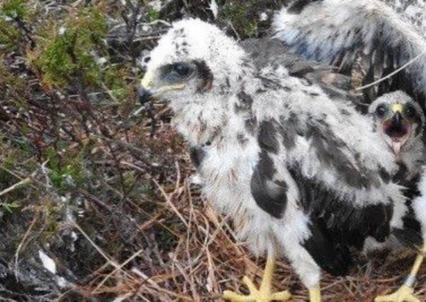 Two tagged hen harriers have vanished in "suspicious" circumstances - in the Angus Glens and Dumfries and Galloway