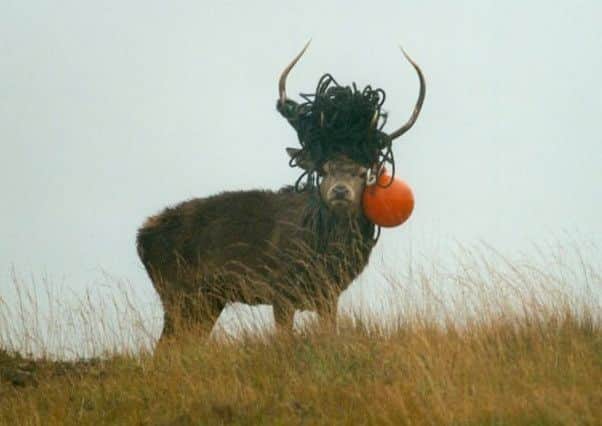 A stag is seen on the Isle of Rum, Inner Hebrides, with marine litter stuck in his andlers. Picture: Centre Press