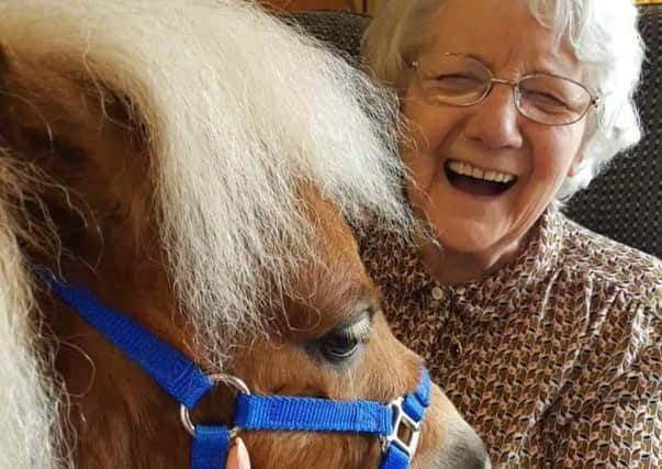 Shetland ponies are being used to bring comfort and joy to dementia patients across Scotland. PIC: Therapy Ponies Scotland.