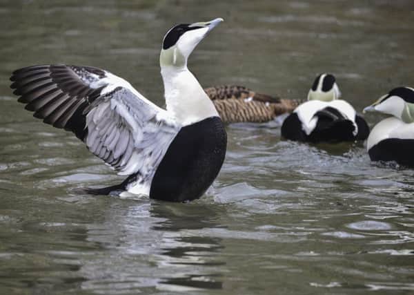 Numbers of eider ducks on the Clyde have fallen by over 60 per cent in 15 years.