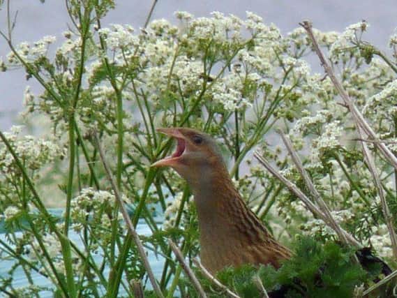 RSPB Scotland has warned of the threat to corncrakes. Picture:  Claire Pegrum/Geograph