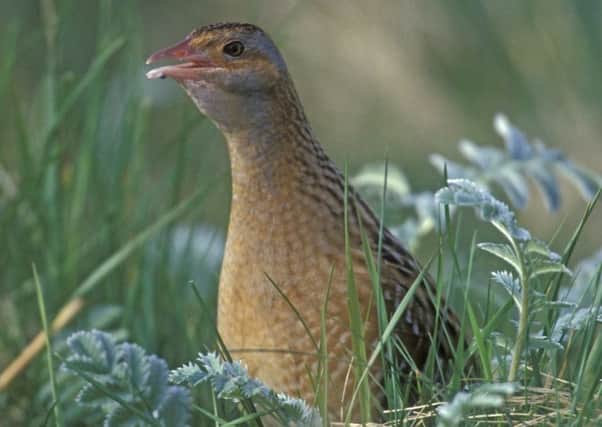 The 'crex crex' call of the corncrake was once a sound of the Scottish countryside