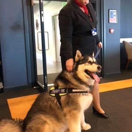 Therapy dog Alaskan malamute Harley has been helping passengers at Aberdeen International AirportPicture: Centre Press