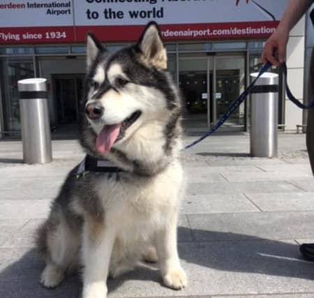 Therapy dog Alaskan malamute Harley has been helping passengers at Aberdeen International Airport. Picture: CP