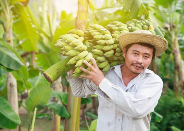 The US waged a trade war against the EU to stop it favouring poor Caribbean banana growers over large American corporations