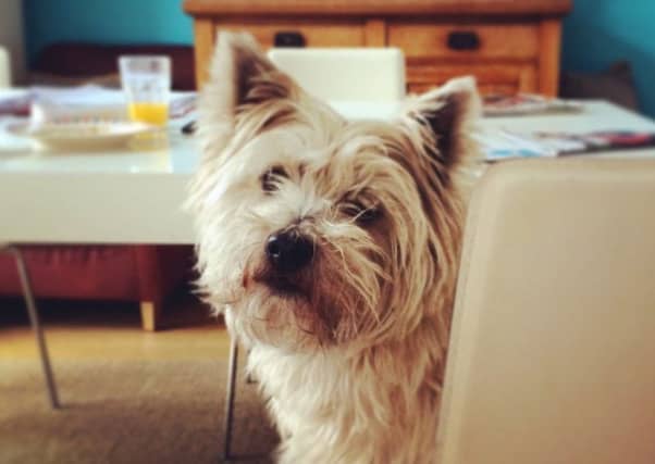 Like his owner, Stephen Jardine's late dog Billy was a fan of good food