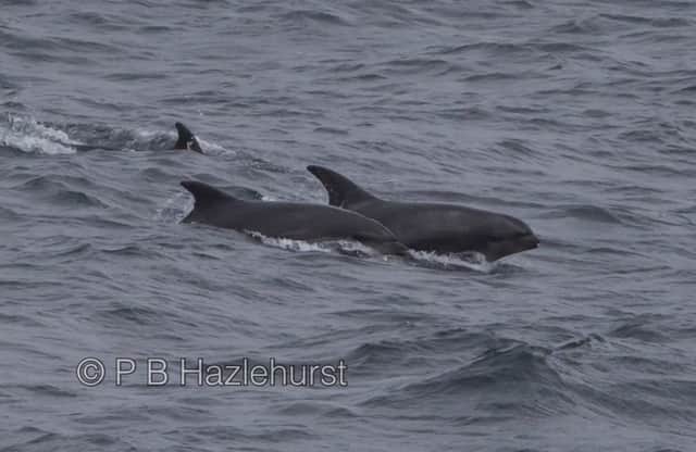 A rare dolphin, thought to be a cross between a bottlenose and a Risso's dolphin was spotted off lewis on 15 May. Picture Peter Hazlehurst