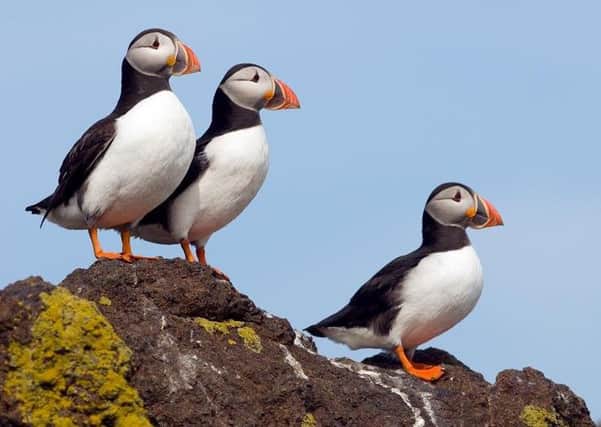 There has been a dramatic decline in the number of puffins on Shetland.